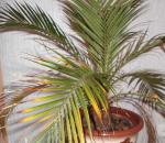 Почему у пальмы сохнут листья